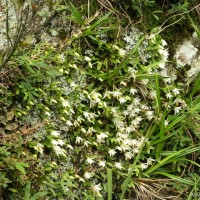 Porpax braccata (Lindl.) Schuit., Y.P.Ng & H.A.Pedersen
